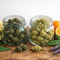 Flores de CBD vs flores de CBG: qué efectos se buscan en cada una y cómo elegir